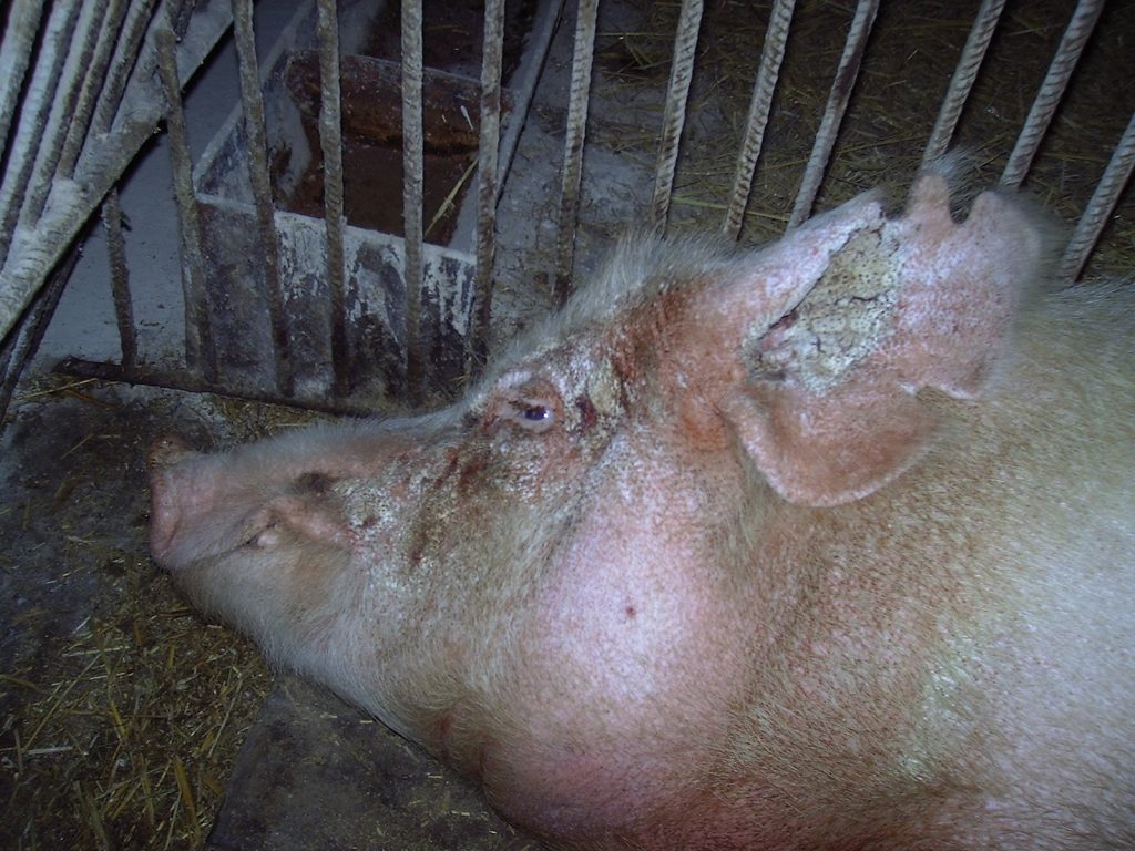 Короста у поросят лікування народними засобами