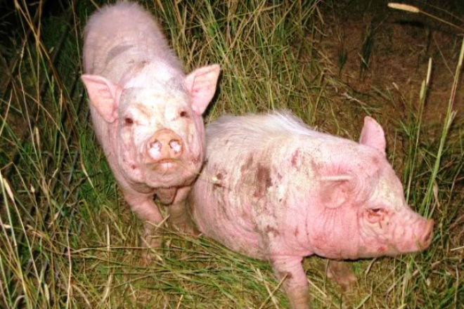 Короста у поросят лікування народними засобами