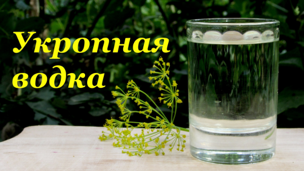 Кріп, корисні властивості та протипоказання