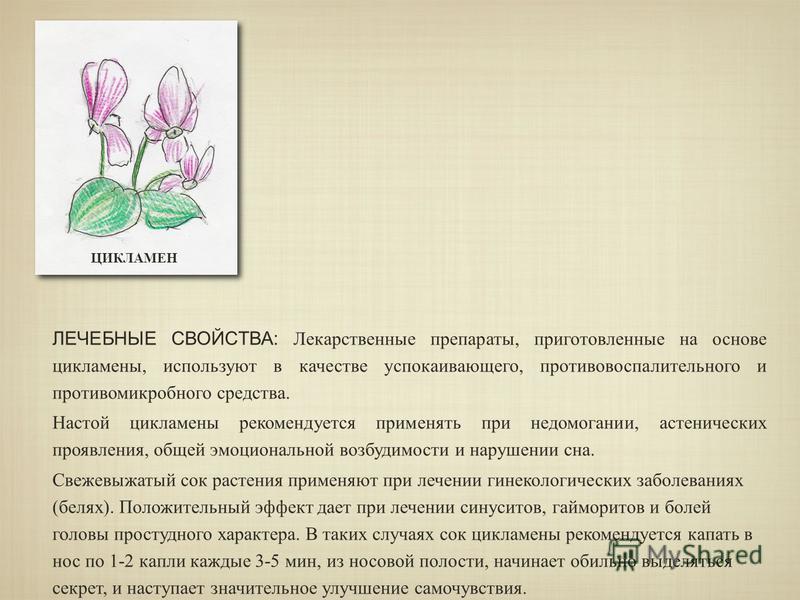 Краплі в ніс з цикламеном: аптечні і народні засоби. Краплі з цикламеном від гаймориту назва краплі з цикламеном