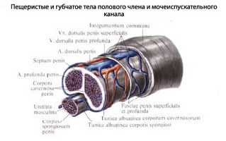 Кращі народні методи швидкого лікування простатиту