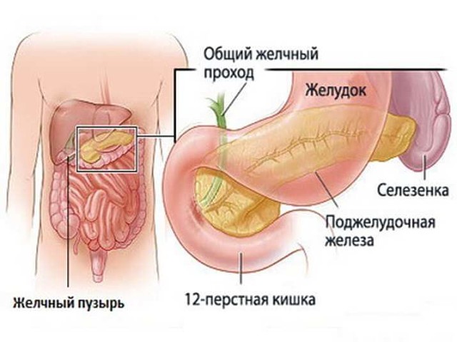 Кращі жовчогінні засоби при застої жовчі