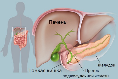 Кращі жовчогінні засоби при застої жовчі