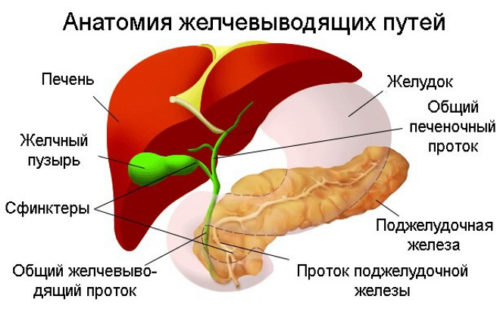Кращі жовчогінні засоби при застої жовчі
