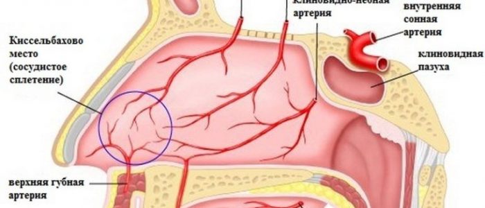 Кровотеча з носа як зміцнити судини