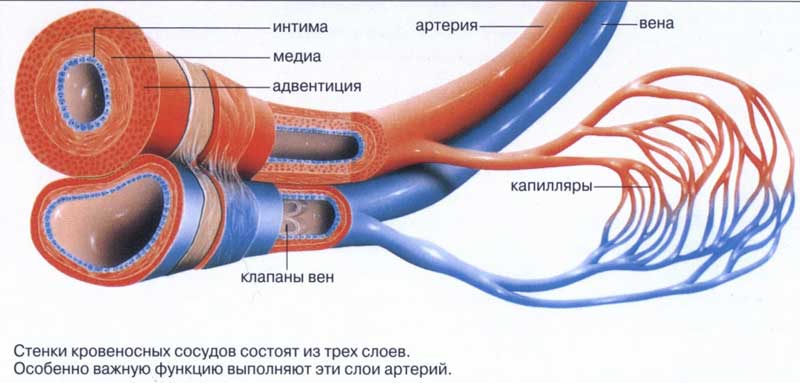 Кровотеча з носа як зміцнити судини