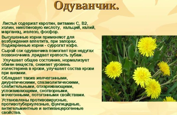 Кульбаба лікарська: лікувальні властивості і протипоказання кореня, листя