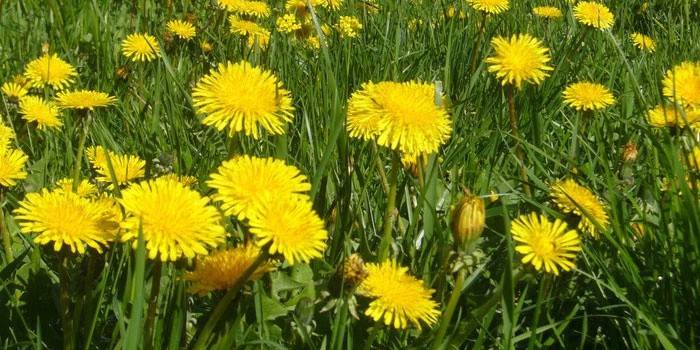 Кульбаба лікувальні властивості і протипоказання рецепти, фото