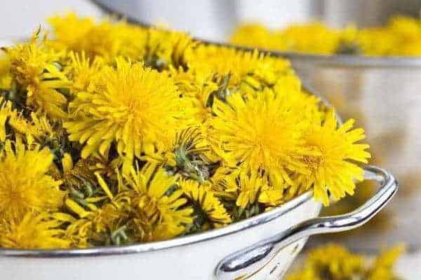 Кульбаби лікування народними засобами, Народні засоби лікування кульбабою