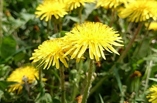 Кульбаби лікування народними засобами, Народні засоби лікування кульбабою