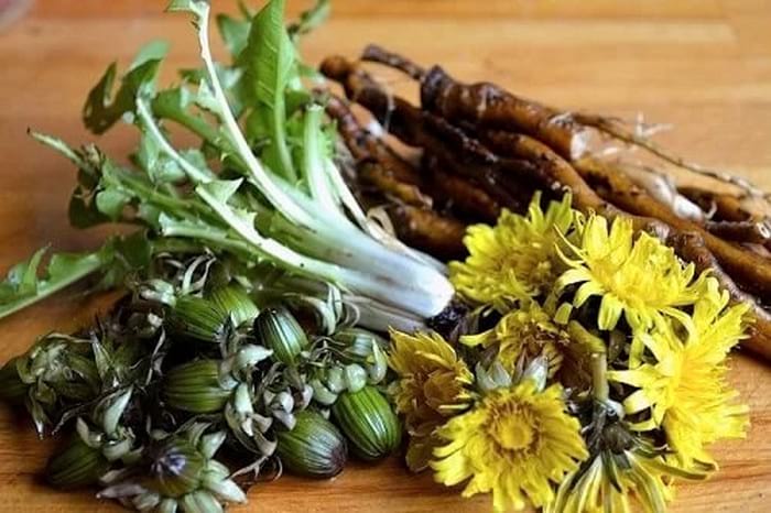 Кульбаби лікування народними засобами, Народні засоби лікування кульбабою