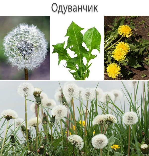 Кульбаби лікування народними засобами, Народні засоби лікування кульбабою