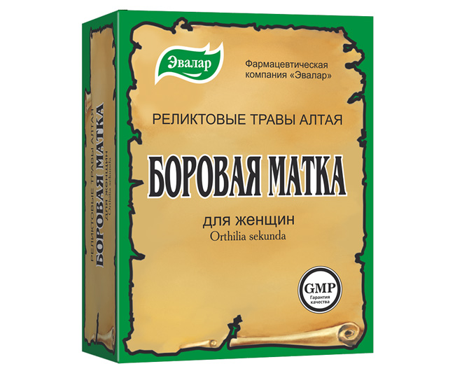 Лікувальні властивості борової матки та протипоказання застосування Лікувальні властивості борової матки та протипоказання застосування