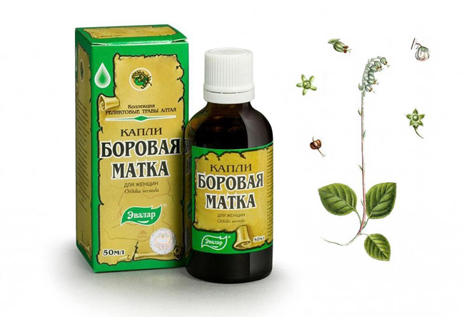 Лікувальні властивості борової матки та протипоказання застосування Лікувальні властивості борової матки та протипоказання застосування