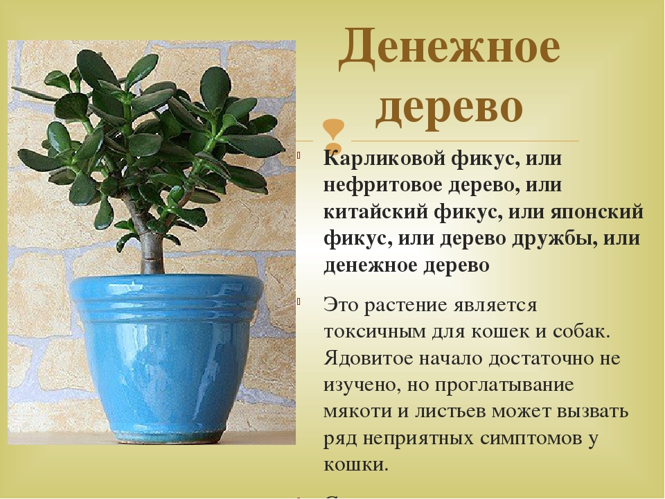 Лікувальні властивості грошового дерева способи застосування