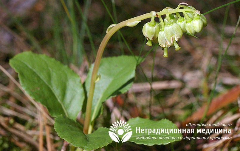 Лікувальні властивості меду з борової маткою і протипоказання до прийому Лікувальні властивості меду з борової маткою і протипоказання до прийому