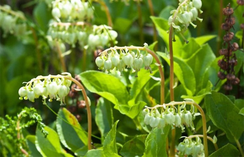 Лікувальні властивості меду з борової маткою і протипоказання до прийому Лікувальні властивості меду з борової маткою і протипоказання до прийому