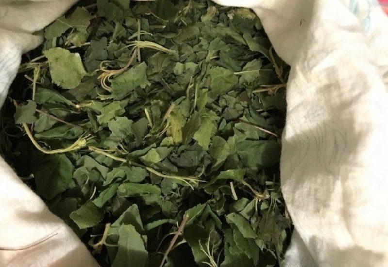 Лікувальні властивості меду з борової маткою і протипоказання до прийому Лікувальні властивості меду з борової маткою і протипоказання до прийому