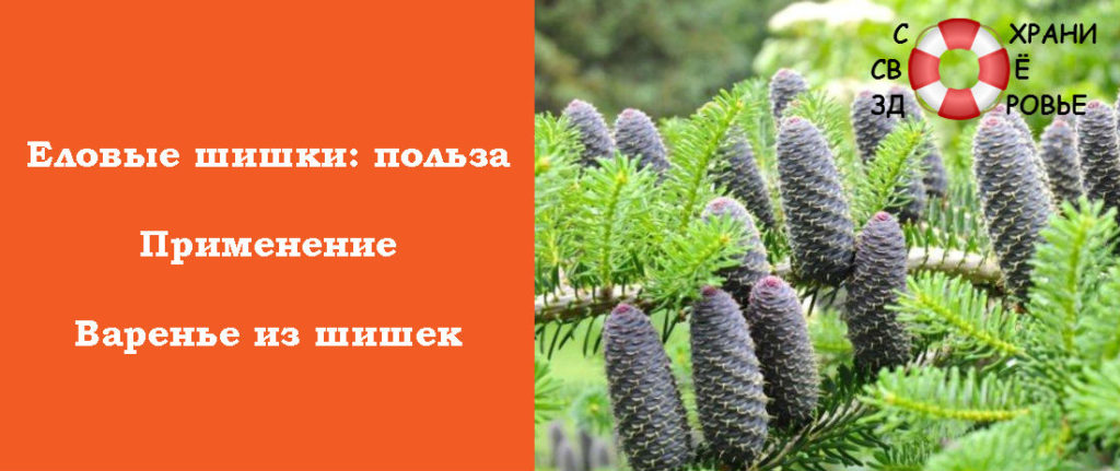 Лікувальні властивості ялинових шишок – настоянка і варення з шишок ялинових
