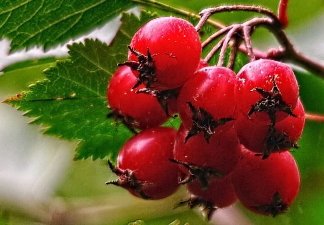 Лікування аритмії в домашніх умовах народними засобами