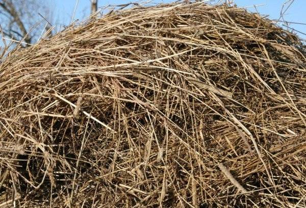 Лікування бурситу ліктьового суглоба народними засобами