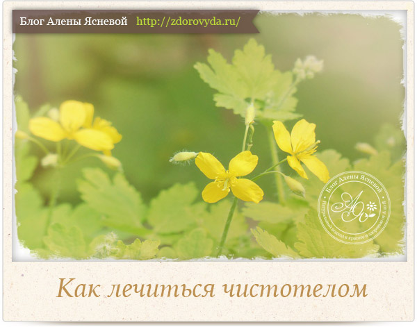 Лікування чистотілом рецепти та застосування