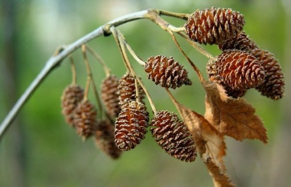Лікування дисбактеріозу кишечника у дорослих народними засобами