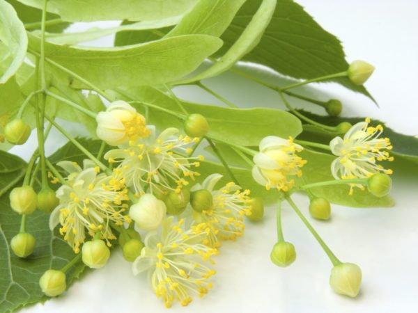 Лікування флюсу в домашніх умовах народними засобами