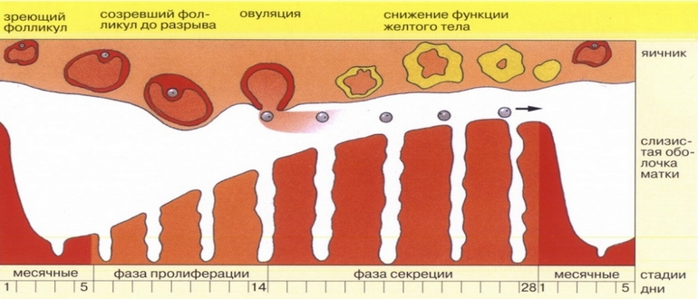 Лікування гіперплазії ендометрія після вискоблювання