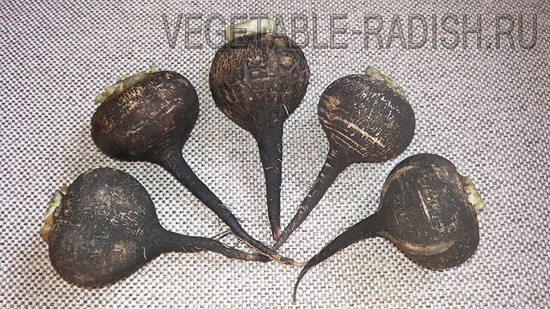 Лікування гаймориту чрной редькою 5 цілющих властивостей коренеплоду і рекомендації по його застосуванню Лікування гаймориту чрной редькою 5 цілющих властивостей коренеплоду і рекомендації по його застосуванню