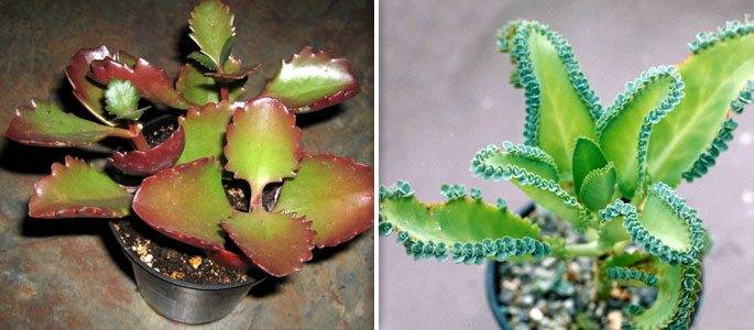 Лікування гаймориту чрной редькою 5 цілющих властивостей коренеплоду і рекомендації по його застосуванню Лікування гаймориту чрной редькою 5 цілющих властивостей коренеплоду і рекомендації по його застосуванню