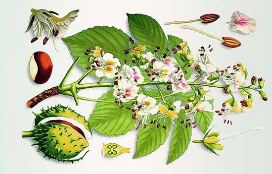 Лікування гаймориту кінським каштаном