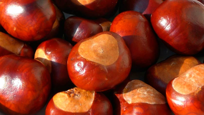 Лікування гаймориту кінським каштаном