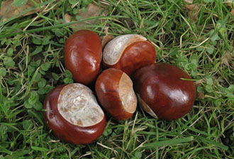 Лікування гаймориту каштаном в домашніх умовах