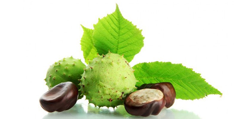 Лікування гаймориту каштаном в домашніх умовах