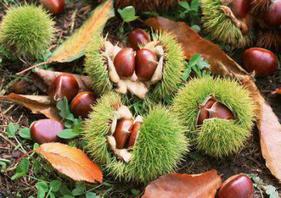 Лікування гаймориту каштаном в домашніх умовах