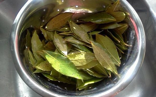 Лікування гаймориту лавровим листом