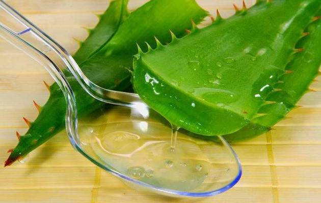 Лікування гаймориту за допомогою алое