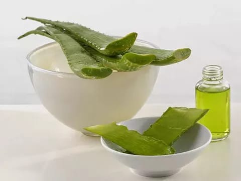 Лікування гаймориту за допомогою алое