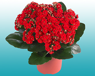 Лікування гаймориту за допомогою алое