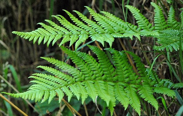 Лікування гельмінтозу народними засобами