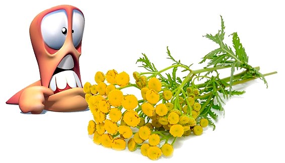 Лікування гельмінтозу народними засобами