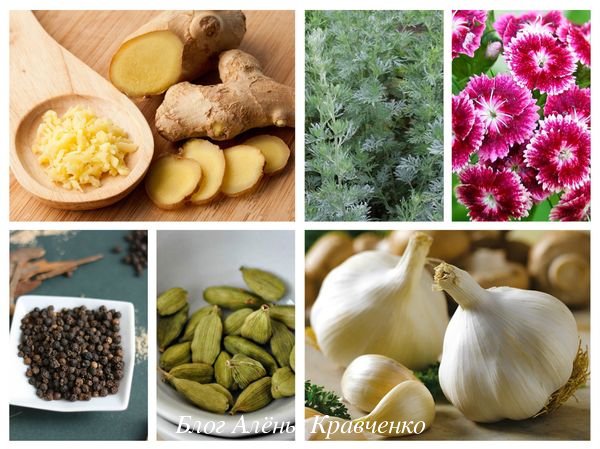 Лікування гельмінтозу народними засобами