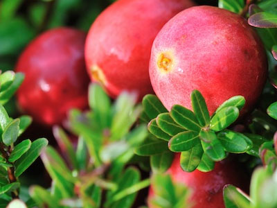 Лікування гнійних ран народними засобами