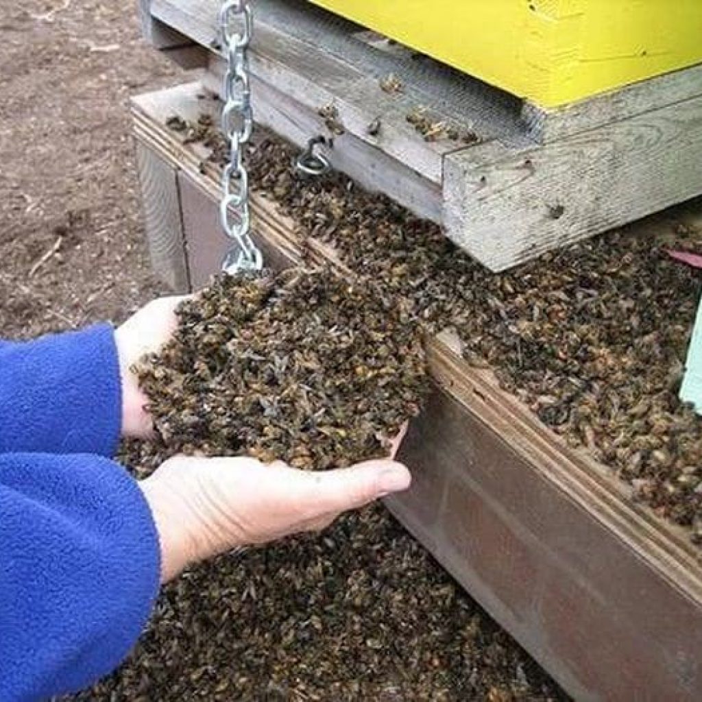 Лікування хвороб настоянкою бджолиного підмору