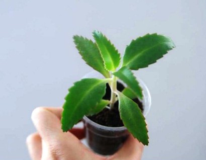 Лікування каланхое в домашніх умовах