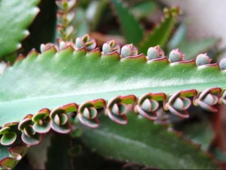 Лікування каланхое в домашніх умовах