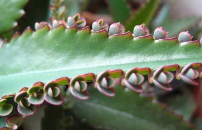 Лікування каланхое в домашніх умовах