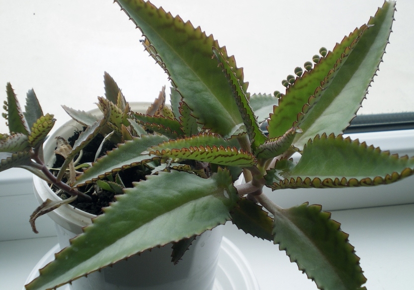 Лікування каланхое в домашніх умовах