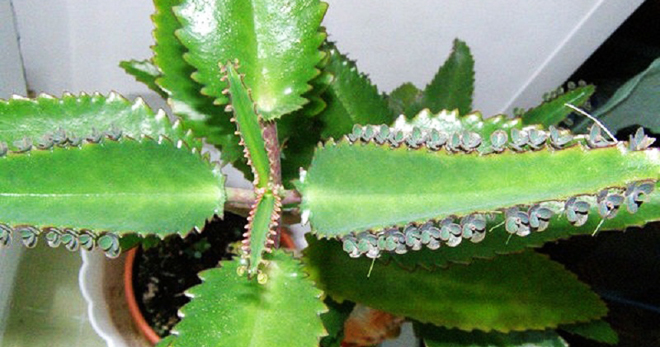 Лікування каланхое в домашніх умовах